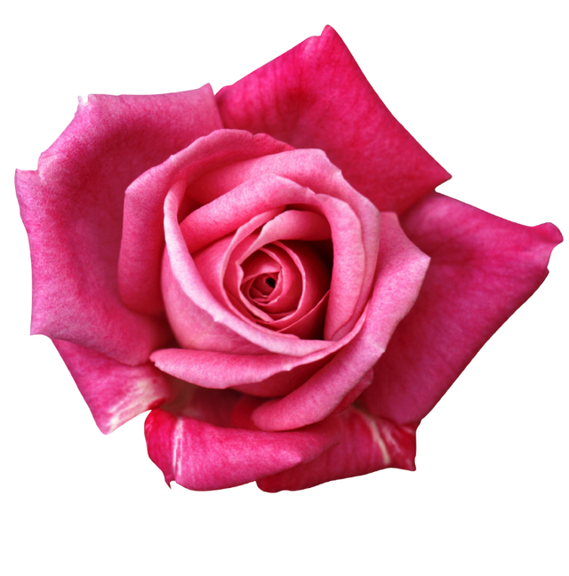 Damask Rose