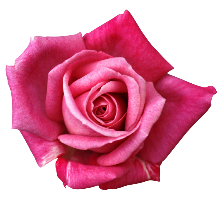 Damask Rose